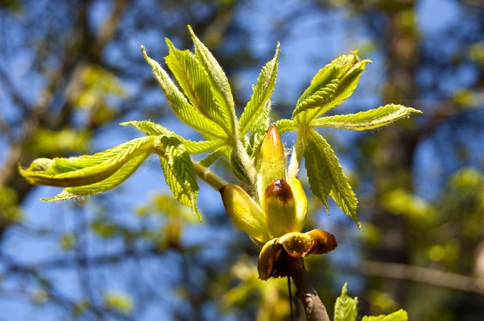 Chestnut Bud – Brote de Castaño – Las Flores de Prassad